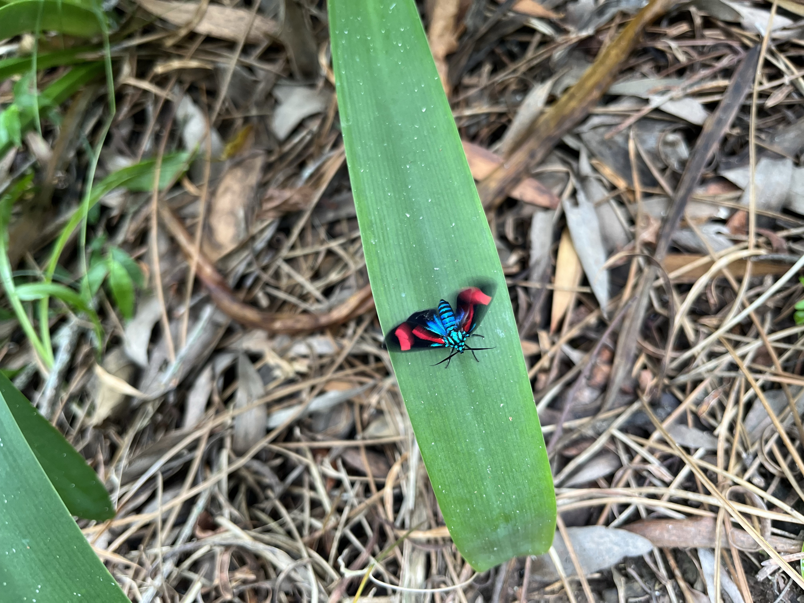 Polilla azul brillante con alas rojas sobre la hoja de un agapanto